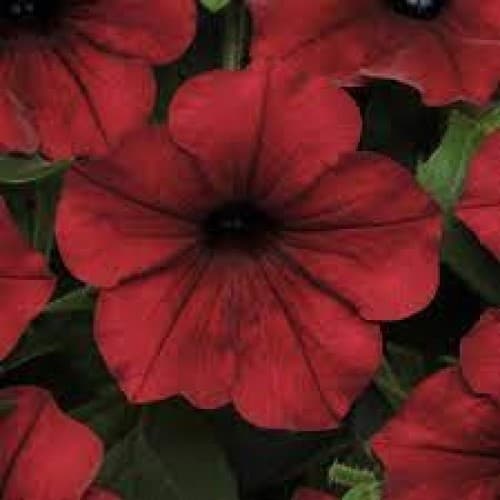 Red Wave Petunia