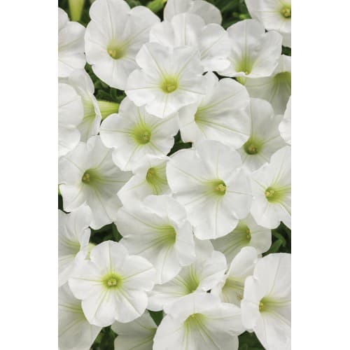 White Wave Petunia