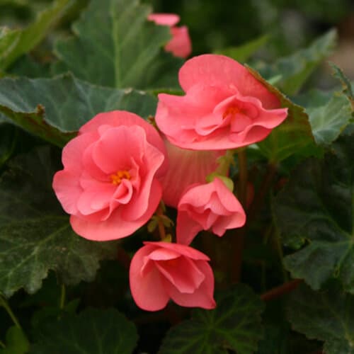 Pink Tuberous Begonia