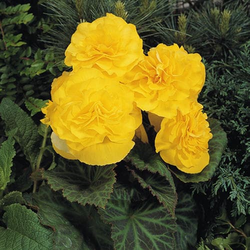 Yellow Tuberous Begonia