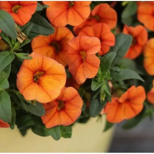 Dreamsicle Superbells