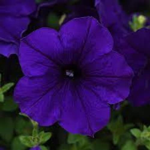 Blue Wave Petunia