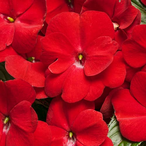 Red Impatiens