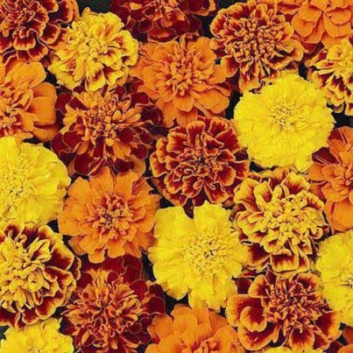 Hot Pak Mix Marigold