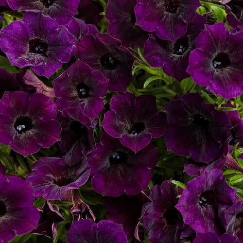 Deep Purple Petunia