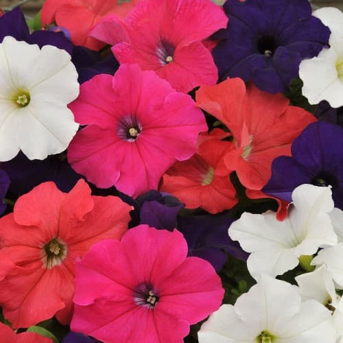 Single Mix Petunia