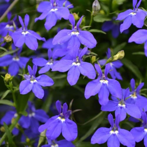 Blue Lobelia