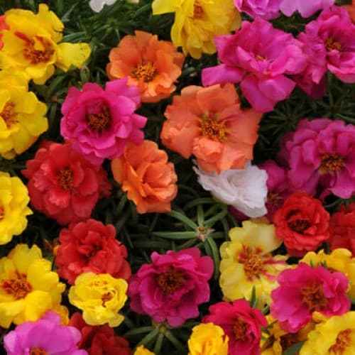 Mixed Portulaca