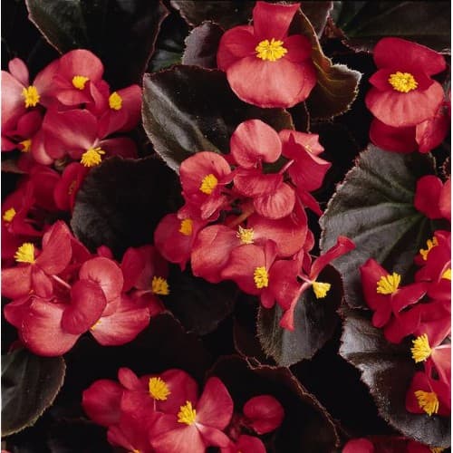 Bronze Leaf Scarlet Begonia