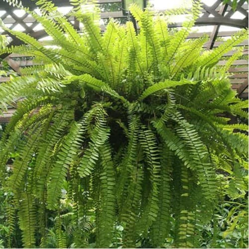 Fern Hanging Basket