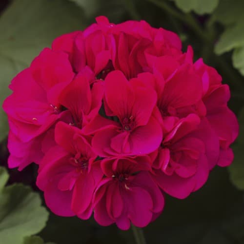 Magenta Geranium