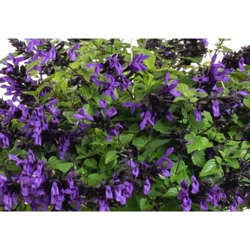 Hummingbird Falls Basket