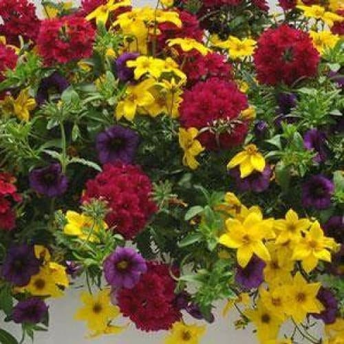 Dean's Sunshiny Day Basket