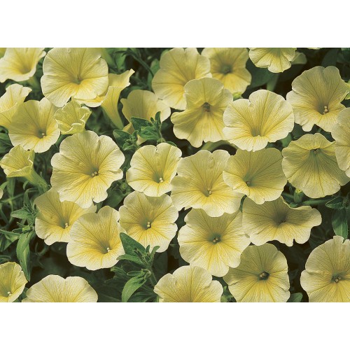 Yellow Wave Petunia