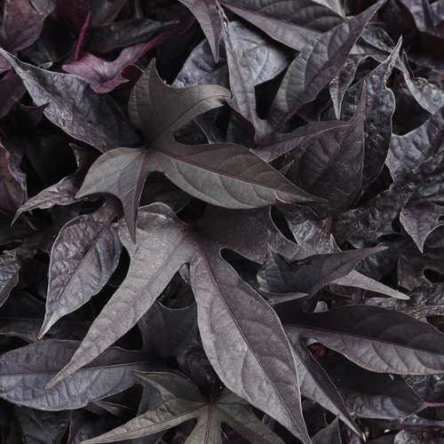 Black Sweet Potato Vine