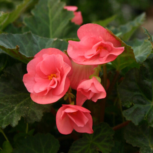 Pink Tuberous Begonia