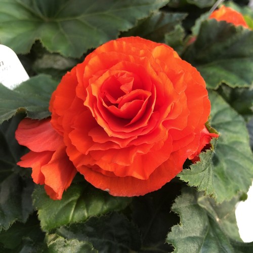Orange Tuberous Begonia
