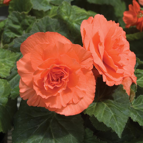 Salmon Tuberous Begonia