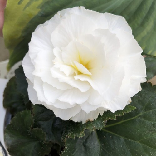 White Tuberous Begonia