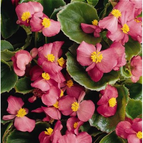 Green Leaf Pink Begonia