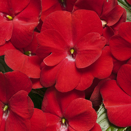 Red Impatiens