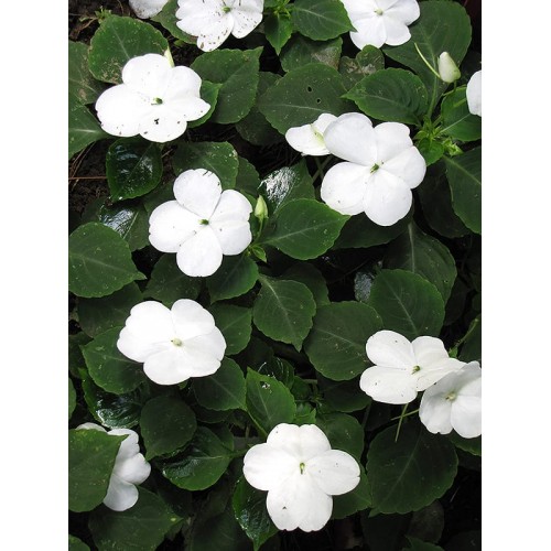 White Impatiens