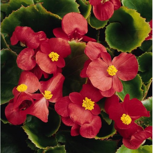 Green Leaf Scarlet Begonia