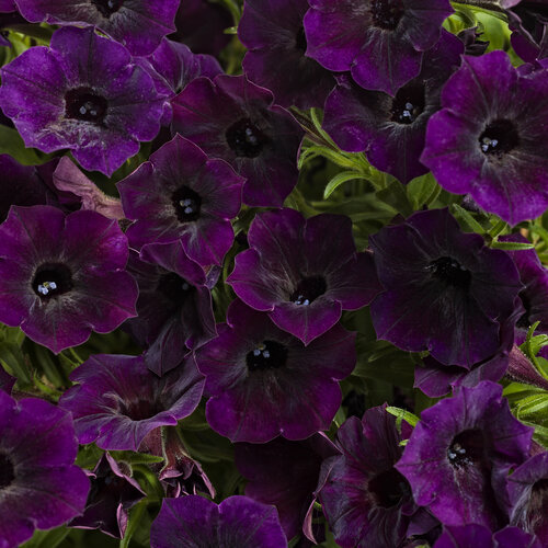 Deep Purple Petunia