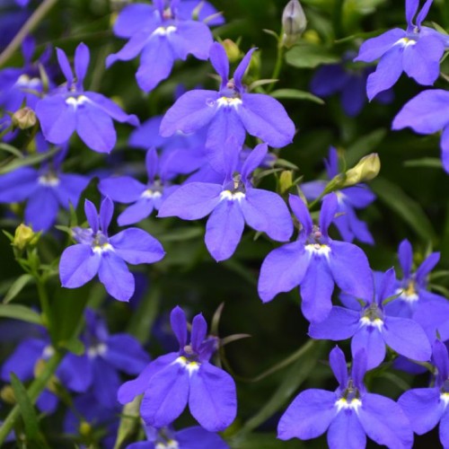 Blue Lobelia