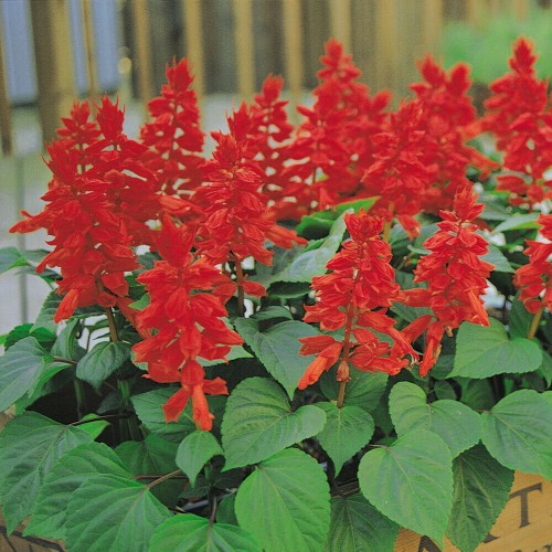 Dwarf Red Salvia