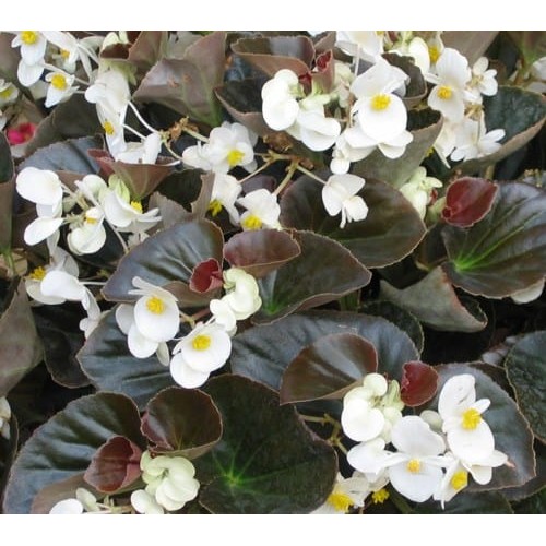 Bronze Leaf White Begonia