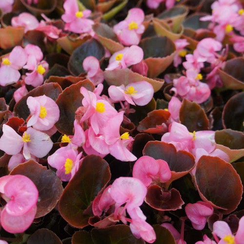 Bronze Leaf Pink Scarlet Begonia