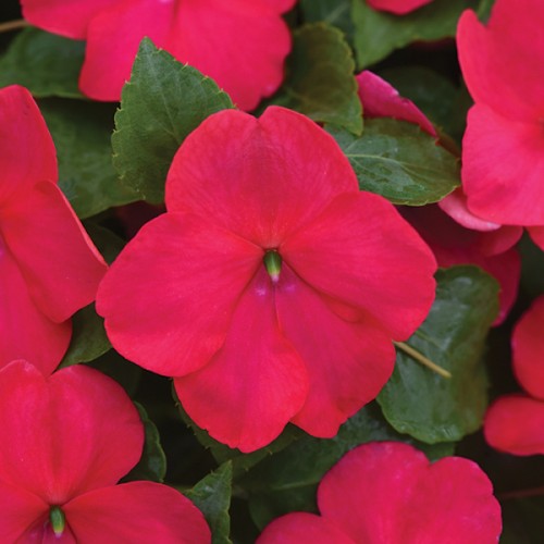 Lipstick Pink Impatiens