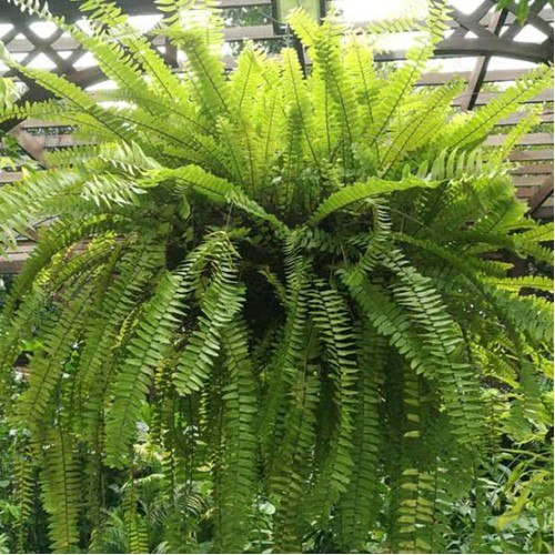 Fern Hanging Basket