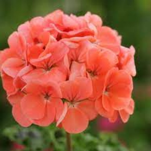 Light Salmon Geranium