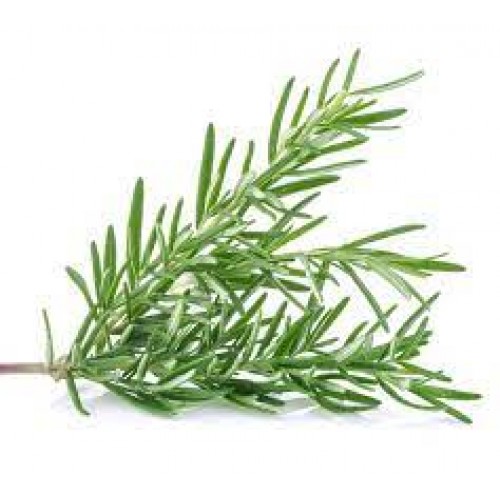Rosemary