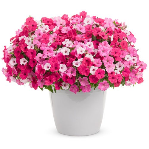 Above & Beyond Basket