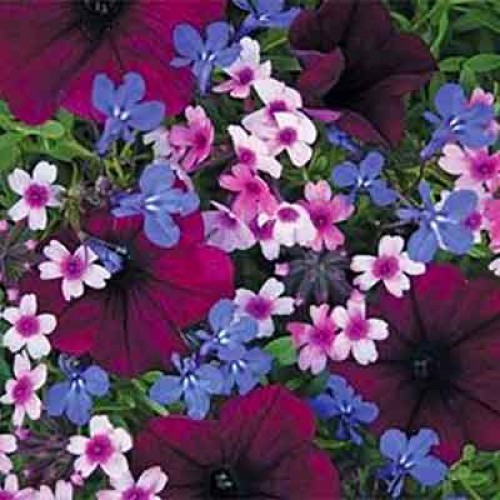 Night in Pompeii Basket