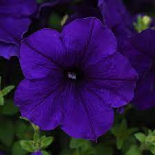 Blue Wave Petunia Basket